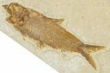 Limestone with Two Fossil Fish (Knightia) - Wyoming #354045-1